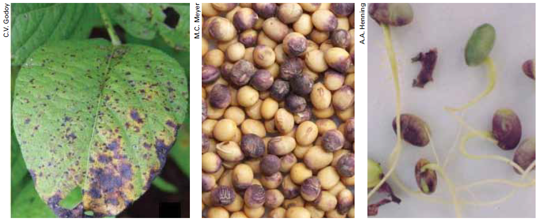Sintomas de Mancha púrpura em folhas e sementes